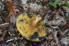 Butyriboletus appendiculatus