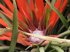 Fascicularia bicolor bicolor