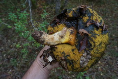 Butyriboletus appendiculatus