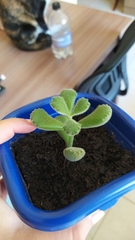 Cotyledon tomentosa