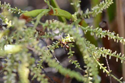 Bahamian Paper Wasp photo 3