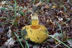 Butyriboletus appendiculatus