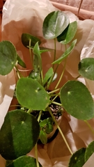 Pilea peperomioides