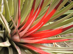 Fascicularia bicolor bicolor