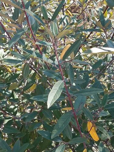 iNaturalist observation photo of coffeeberry