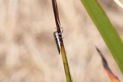 Rhinotia suturalis
