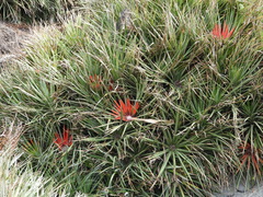 Fascicularia bicolor bicolor