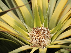 Fascicularia bicolor bicolor