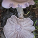 Blewits - Photo (c) dickwood, some rights reserved (CC BY-NC), uploaded by dickwood
