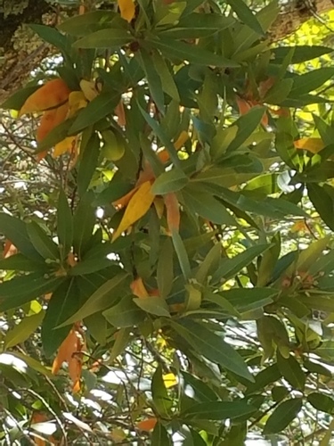 iNaturalist observation photo of California bay