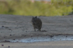 Galea leucoblephara