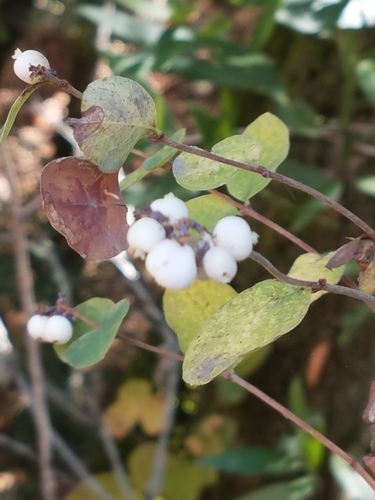 iNaturalist observation photo of Common Snowberry