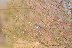Polioptila melanura