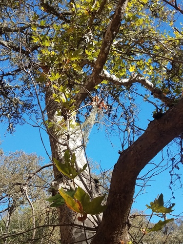 iNaturalist observation photo of western sycamore