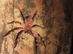 Barylestis