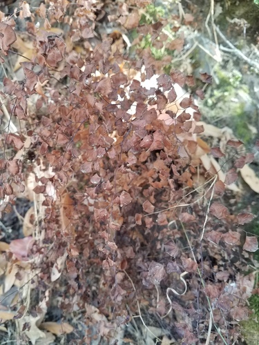 iNaturalist observation photo of California Maidenhair Fern