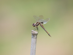 Tramea cophysa