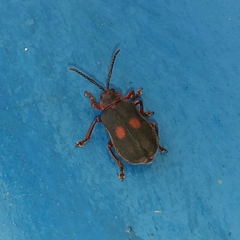 Coelomera bipustulata