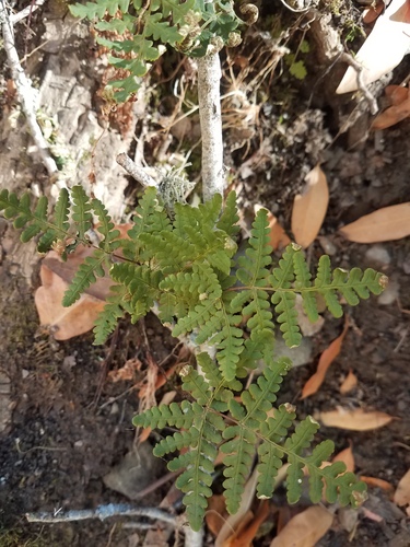 iNaturalist observation photo of goldback fern