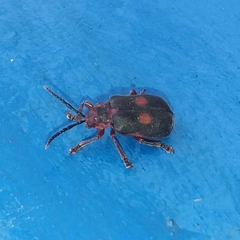 Coelomera bipustulata