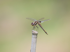 Tramea cophysa