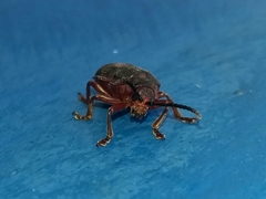 Coelomera bipustulata