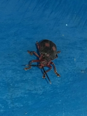 Coelomera bipustulata