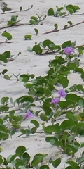 Ipomoea pes-caprae