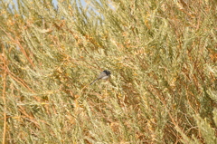 Polioptila melanura