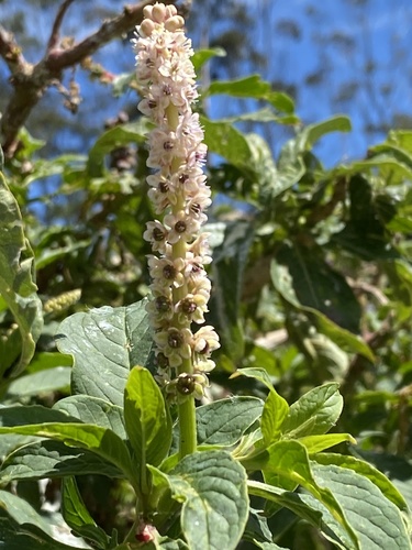 Tropical Pokeweed