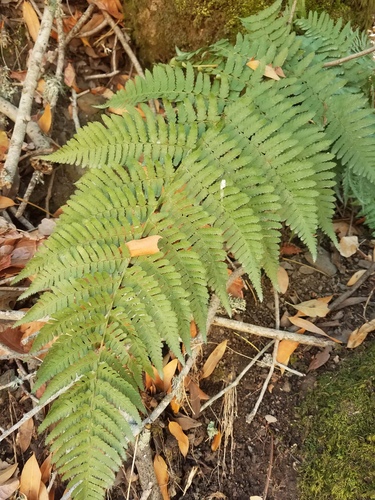 iNaturalist observation photo of coastal woodfern