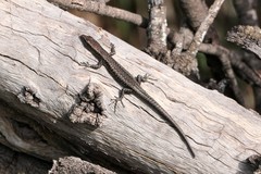 Cryptoblepharus buchananii