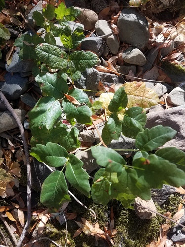 iNaturalist observation photo of Pacific poison oak