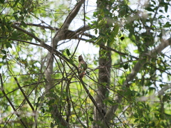 Phacellodomus sibilatrix