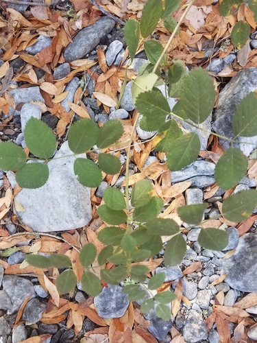 iNaturalist observation photo of roses