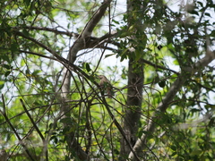 Phacellodomus sibilatrix