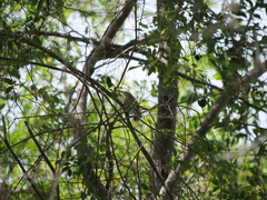 Phacellodomus sibilatrix