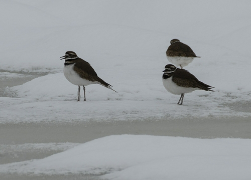 Killdeer photographed in Washington