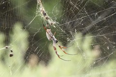 Trichonephila edulis