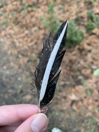 Plume de Harle couronné