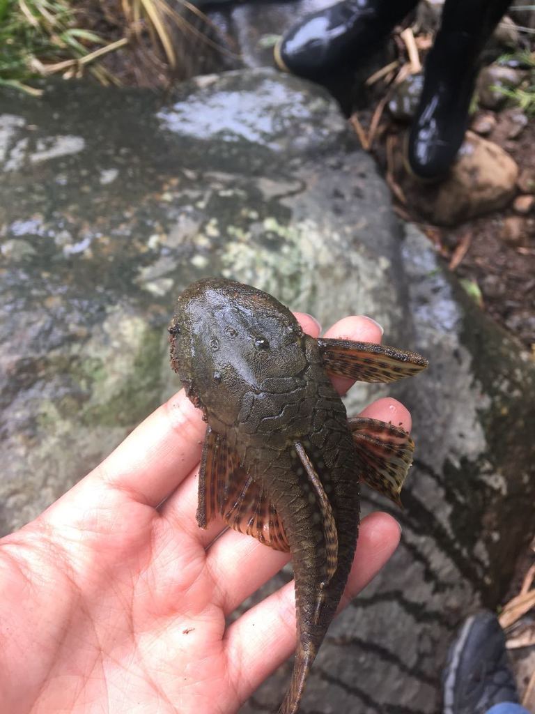 Lasiancistrus