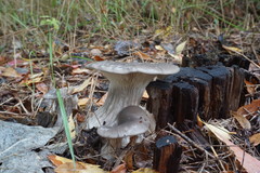 Pleurotus cornucopiae