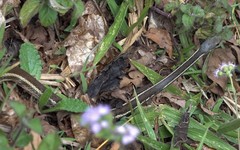 Thamnosophis lateralis