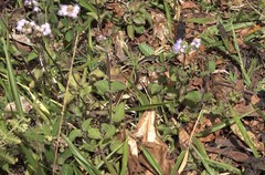 Thamnosophis lateralis