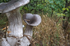 Pleurotus cornucopiae
