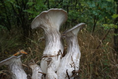 Pleurotus cornucopiae