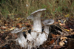 Pleurotus cornucopiae