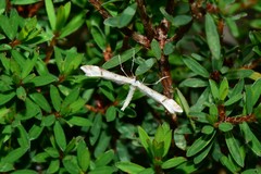 Stenoptilia phaeonephes