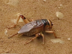 Brachytrupes