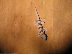 Hemidactylus coalescens image